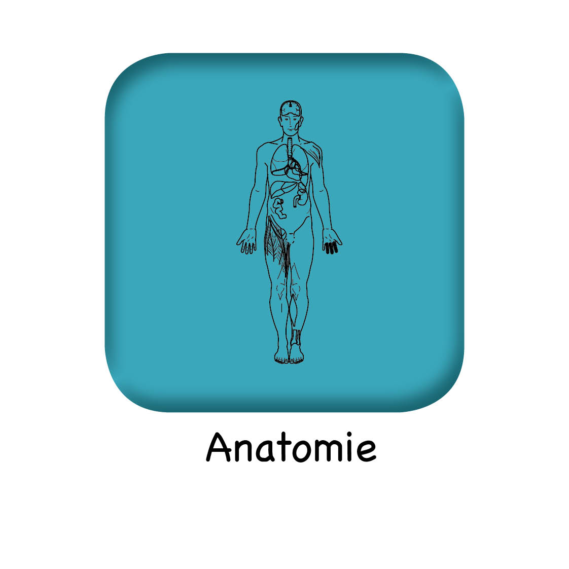 Anatomie-Bild